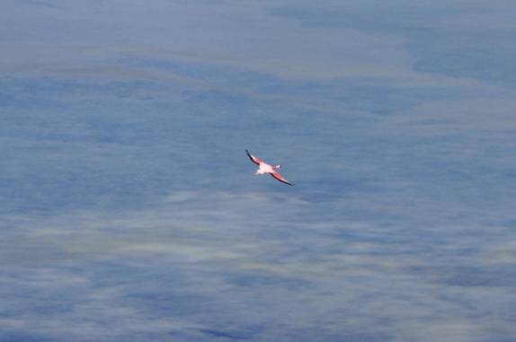 Flamingo sobrevoa a Laguna Santa Rosa, no Parque Nacional Nevado Tres Cruces, região do Paso San Francisco, próximo à Copiapo, no Chile